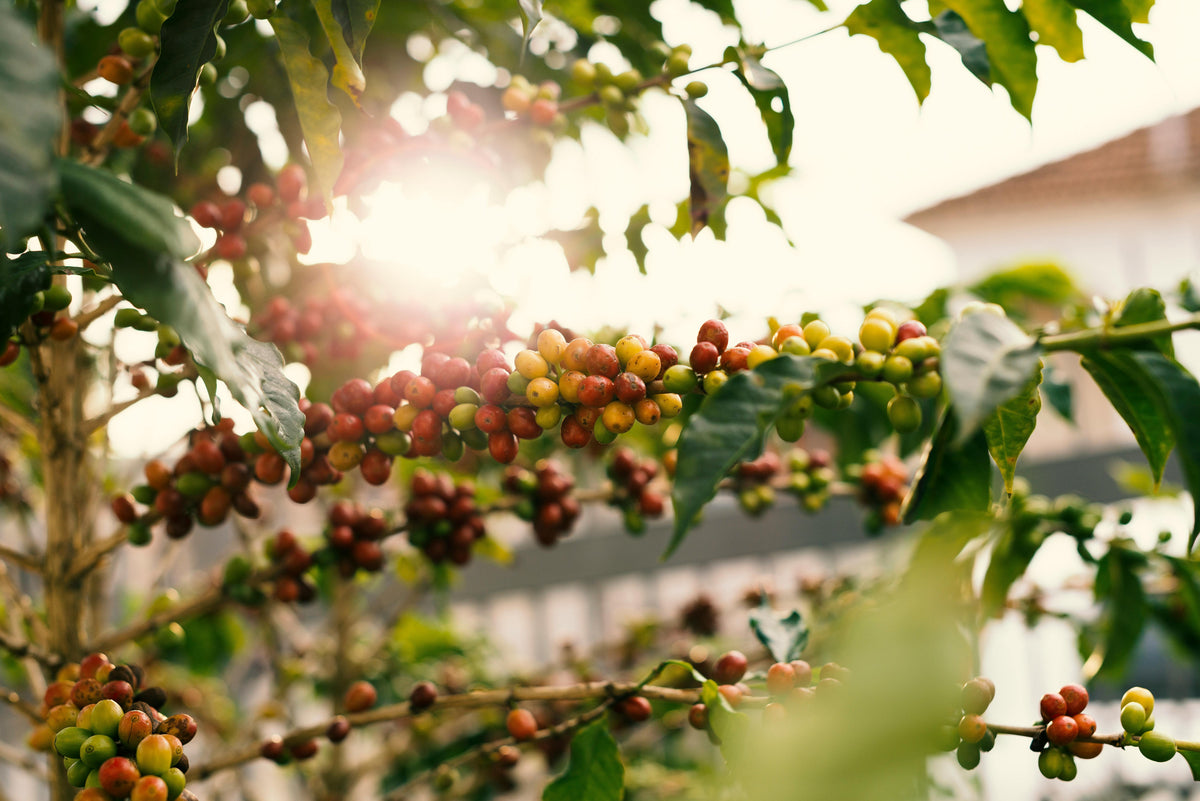 Cundinamarca  Premium Colombian Specialty Coffee